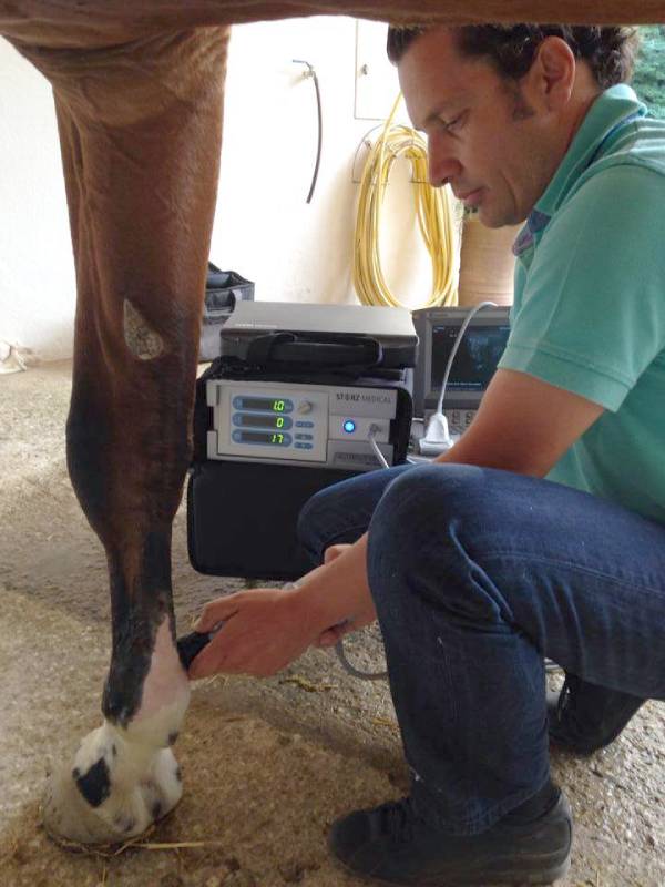 Clínica móvil para caballos en córdoba terapias regenerativas valoración de cojeras, ondas de choque