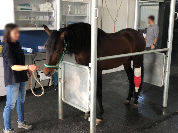 hospital equino de referencia cirugia equina cojeras fracturas quistes en caballos