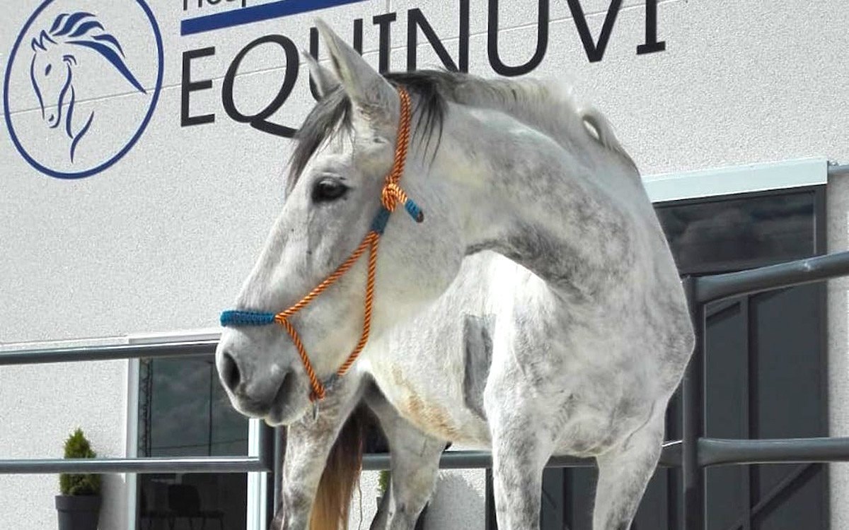 hospital veterinario de referencia para caballos en córdoba