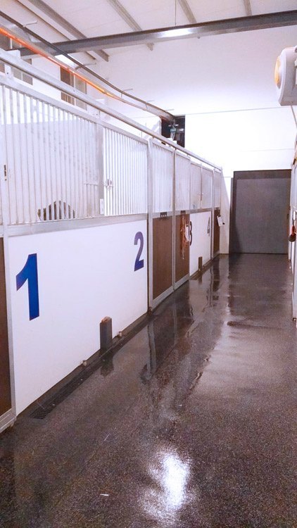 hospital veterinario de referencia para caballos en córdoba horpitalizacion terapias regenerativas traumatologia cojeras