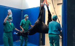 hospital veterinario de referencia para caballos en córdoba cirugias valoración de cojeras